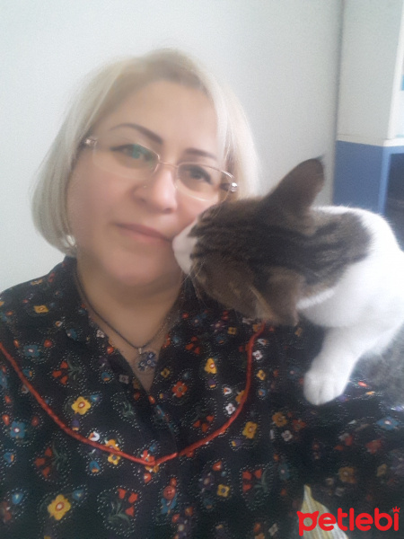 Tekir Kedi, Kedi  lia fotoğrafı
