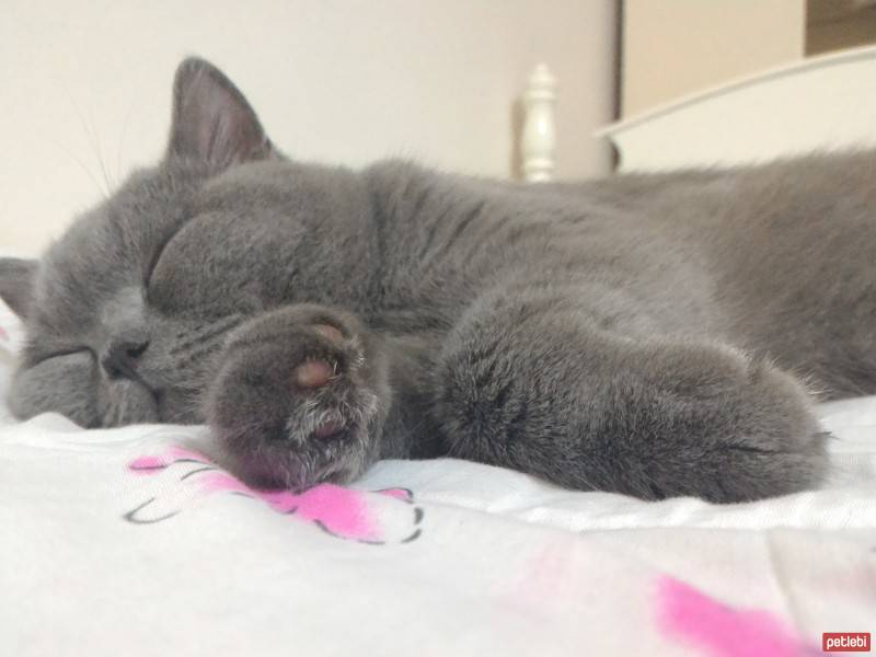 British Shorthair, Kedi  Doktor fotoğrafı