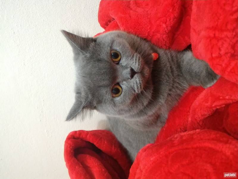 British Shorthair, Kedi  Doktor fotoğrafı