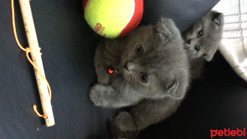 Scottish Fold, Kedi  ares fotoğrafı