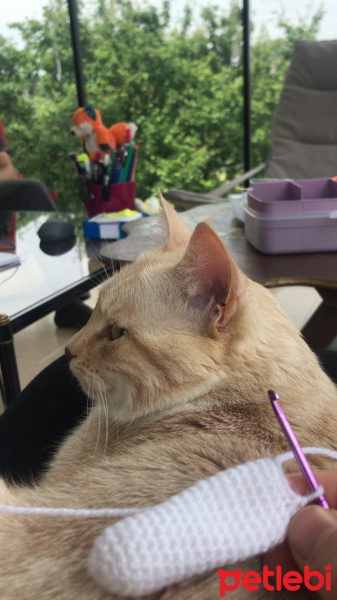 Tekir Kedi, Kedi  Kırıntı fotoğrafı