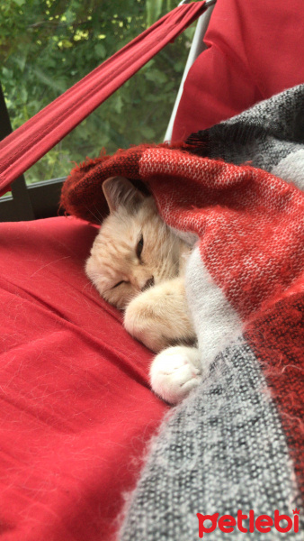 Tekir Kedi, Kedi  Kırıntı fotoğrafı