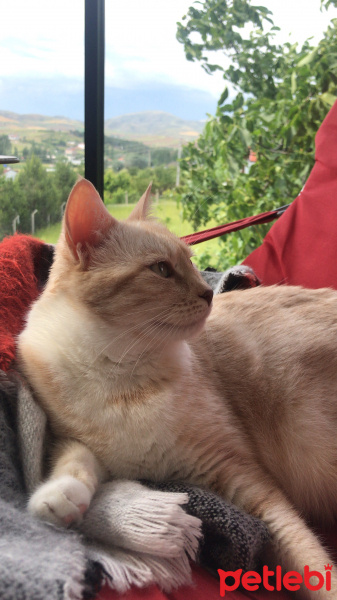 Tekir Kedi, Kedi  Kırıntı fotoğrafı