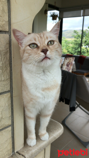Tekir Kedi, Kedi  Kırıntı fotoğrafı
