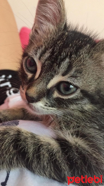 Tekir Kedi, Kedi  Barış fotoğrafı