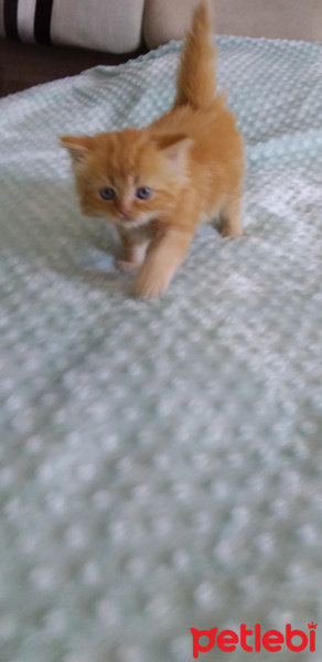Chinchilla, Kedi  Bal fotoğrafı