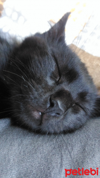 Tekir Kedi, Kedi  Panter fotoğrafı