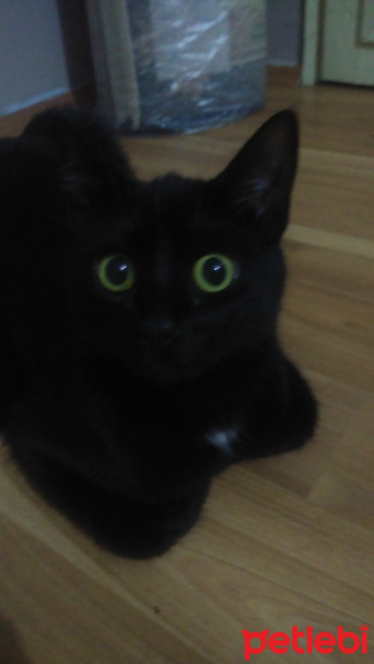 Tekir Kedi, Kedi  Panter fotoğrafı