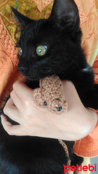 Tekir Kedi, Kedi  Panter fotoğrafı