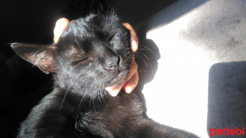 Tekir Kedi, Kedi  Panter fotoğrafı