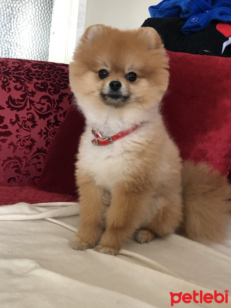 Pomeranyalı, Köpek  Casper fotoğrafı