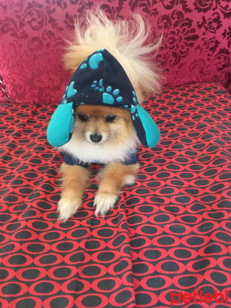 Pomeranyalı, Köpek  Casper fotoğrafı