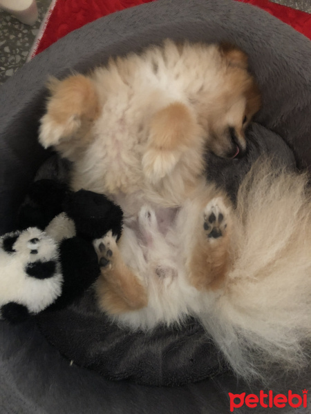 Pomeranyalı, Köpek  Casper fotoğrafı