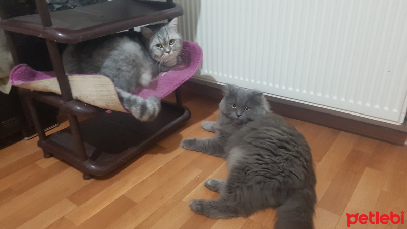 British Shorthair, Kedi  Tedy fotoğrafı