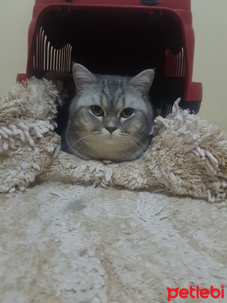 British Shorthair, Kedi  Tedy fotoğrafı