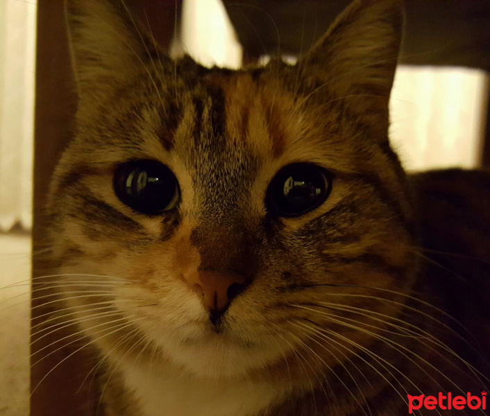 Tekir Kedi, Kedi  Poşet fotoğrafı