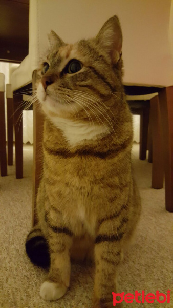 Tekir Kedi, Kedi  Poşet fotoğrafı