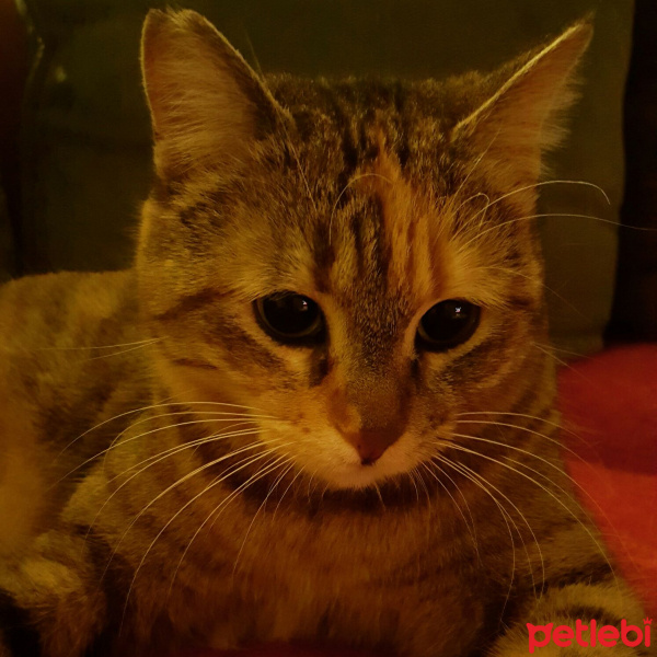 Tekir Kedi, Kedi  Poşet fotoğrafı