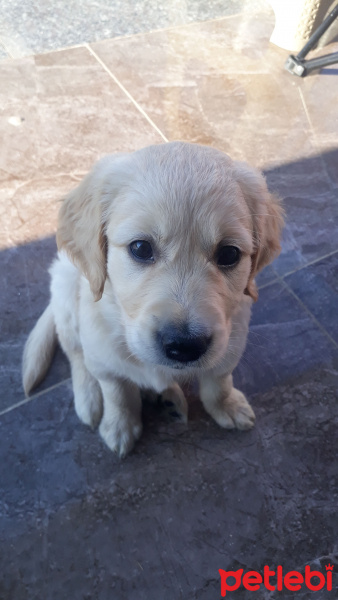 Golden Retriever, Köpek  wiskie fotoğrafı