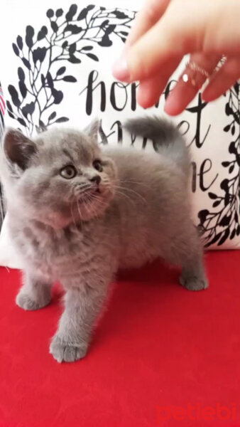 British Shorthair, Kedi  Thor fotoğrafı