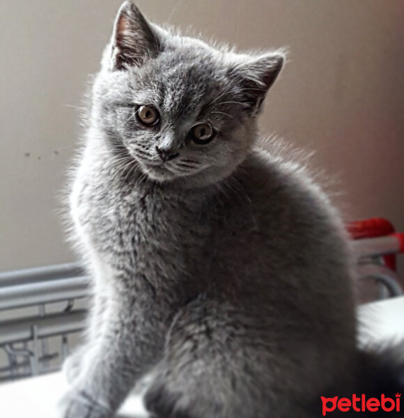 British Shorthair, Kedi  Thor fotoğrafı