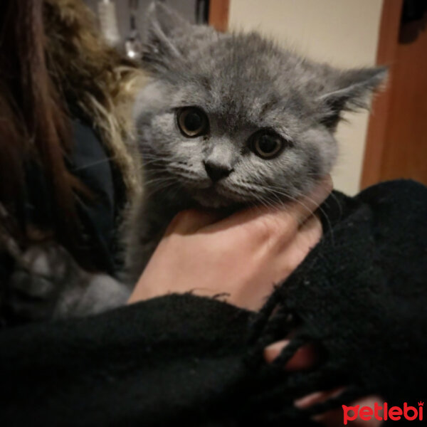 British Shorthair, Kedi  Thor fotoğrafı