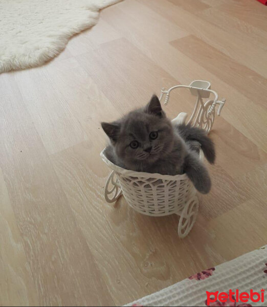 British Shorthair, Kedi  Thor fotoğrafı