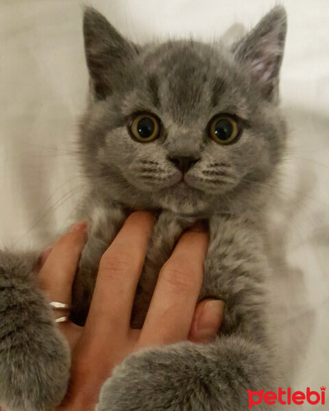 British Shorthair, Kedi  Thor fotoğrafı