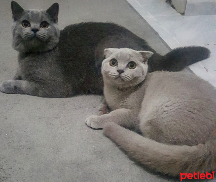 British Shorthair, Kedi  Thor fotoğrafı