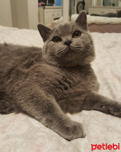 British Shorthair, Kedi  Thor fotoğrafı