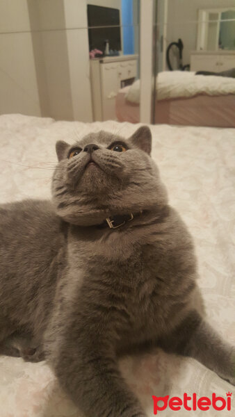 British Shorthair, Kedi  Thor fotoğrafı