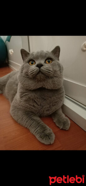 British Shorthair, Kedi  Thor fotoğrafı