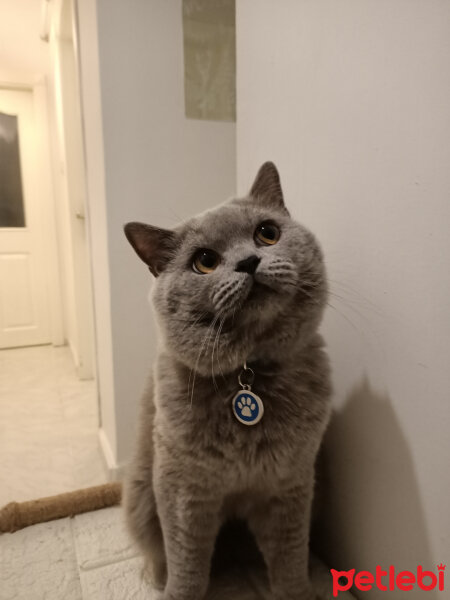 British Shorthair, Kedi  Thor fotoğrafı