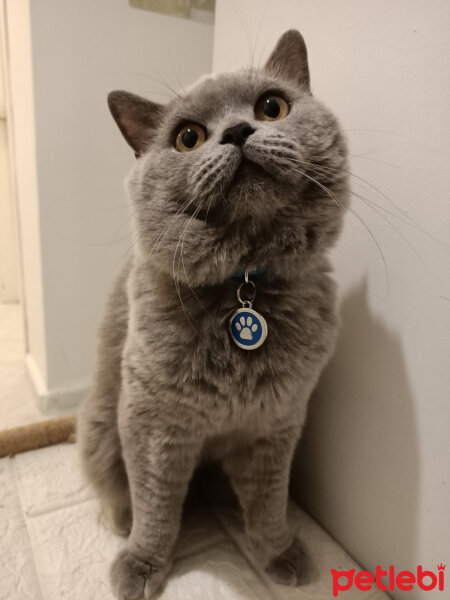 British Shorthair, Kedi  Thor fotoğrafı