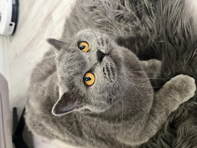 British Shorthair, Kedi  Thor fotoğrafı