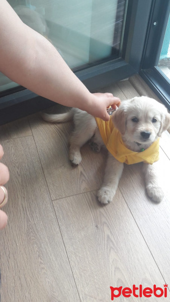 Golden Retriever, Köpek  Mia fotoğrafı