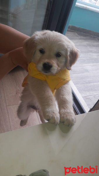 Golden Retriever, Köpek  Mia fotoğrafı