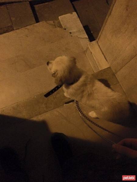 Golden Retriever, Köpek  THOR fotoğrafı