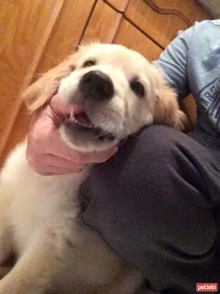 Golden Retriever, Köpek  THOR fotoğrafı