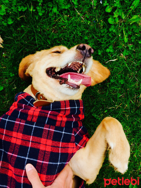 Golden Retriever, Köpek  Arya fotoğrafı