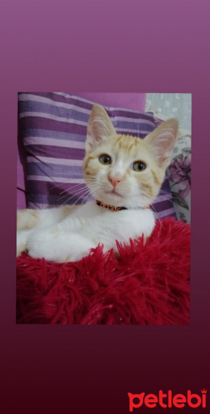 Sarman, Kedi  mırıl fotoğrafı
