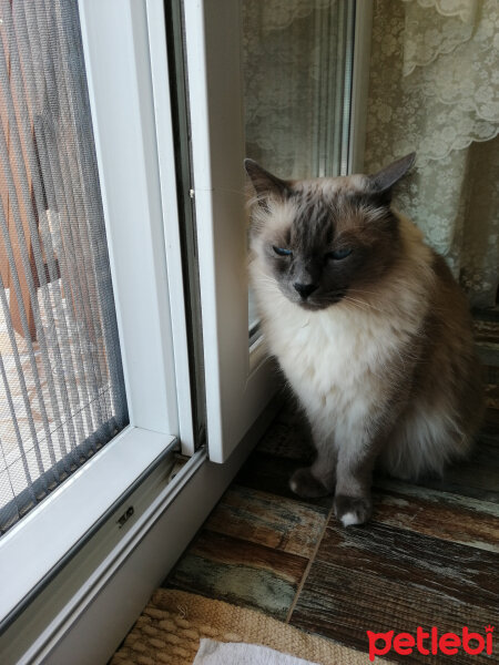 Birman, Kedi  Sakız fotoğrafı