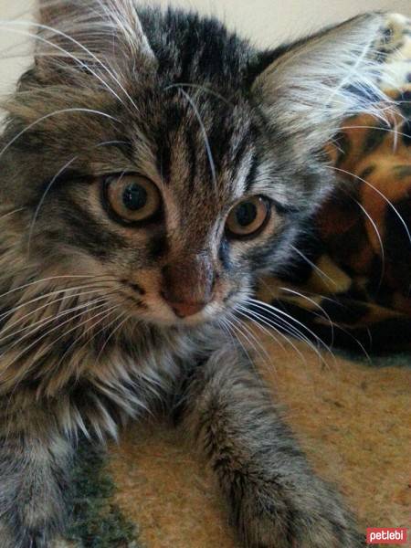 Tekir Kedi, Kedi  Çiko fotoğrafı
