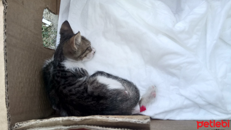 Tekir Kedi, Kedi  Münir fotoğrafı