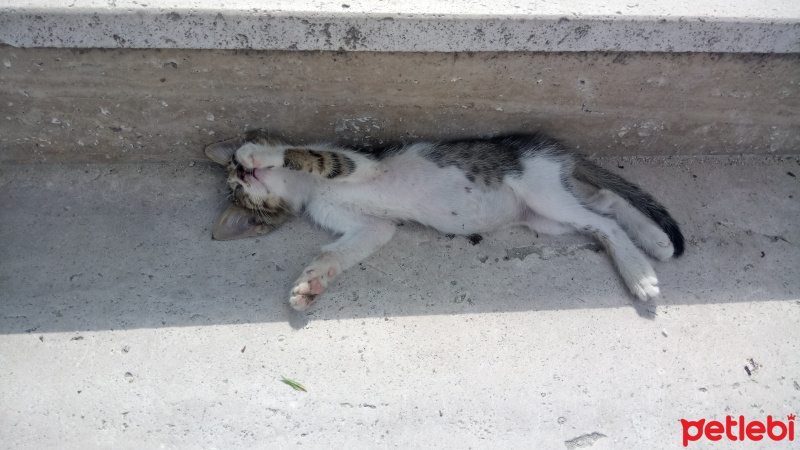 Tekir Kedi, Kedi  Münir fotoğrafı