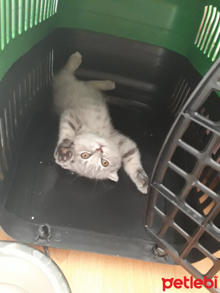 Scottish Fold, Kedi  duman fotoğrafı