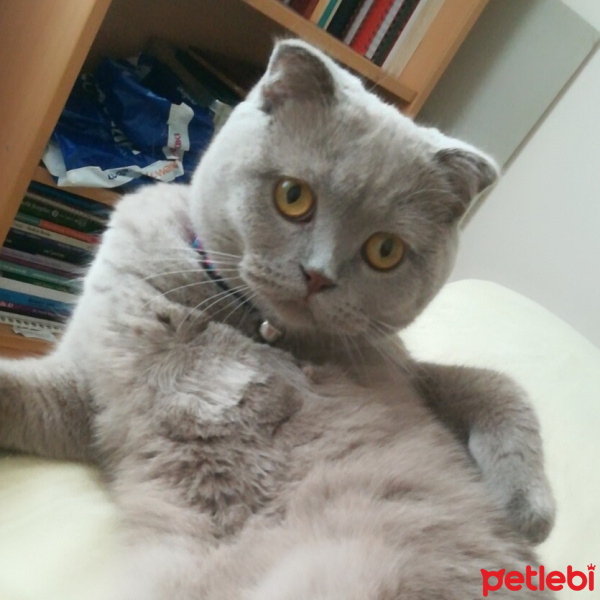 Scottish Fold, Kedi  Pastel fotoğrafı