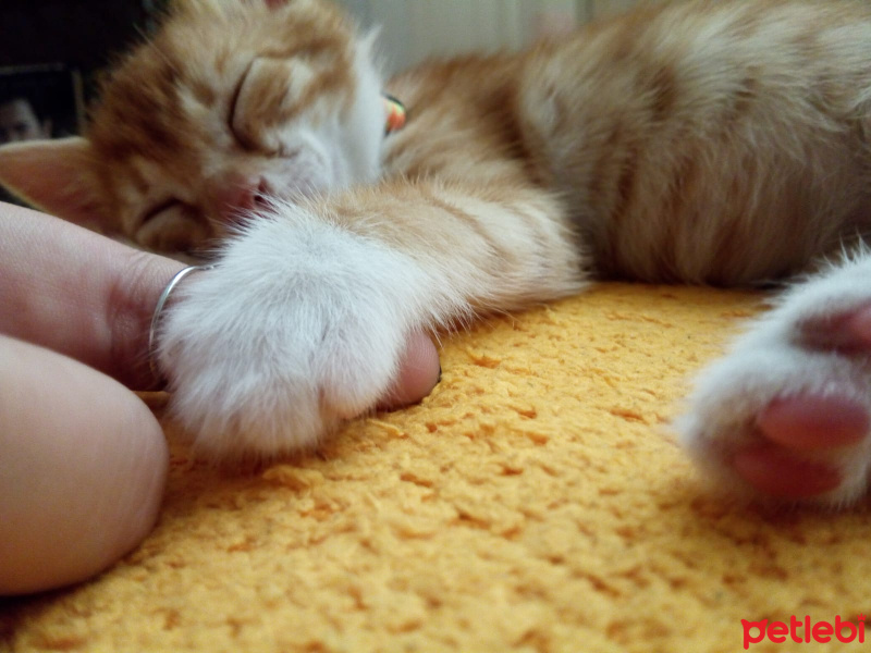 Sarman, Kedi  Boyoz fotoğrafı