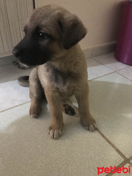 Sokö (Sokak Köpeği), Köpek  Adı yok fotoğrafı