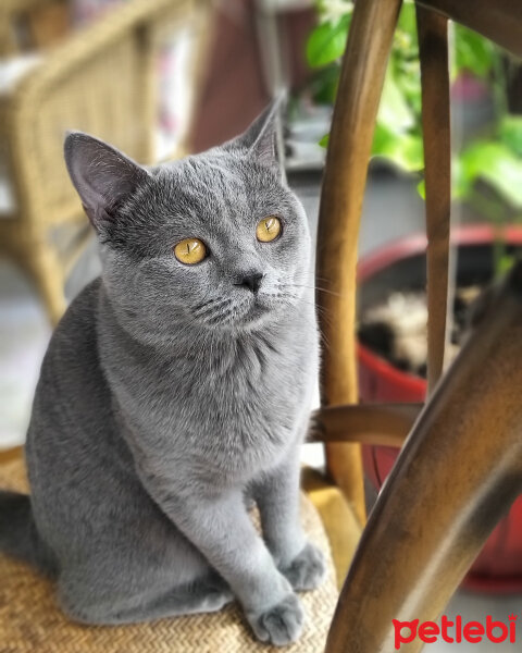 British Shorthair, Kedi  Duman fotoğrafı